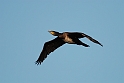 Cormorant in flight - B